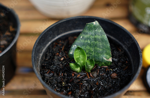 Snake Plant Propagation By Leaf Cuttings. Snake Plant.