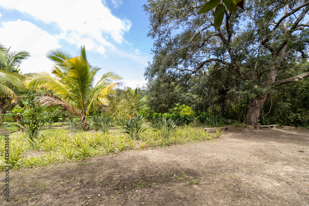Obraz premium Plantas verdes tropicales en un jardín bajo el cielo azul claro