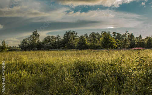 field of wheat and sky