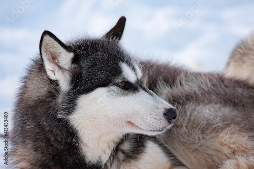 Resting husky sled dog on a cold winter day at Finnish Lapland