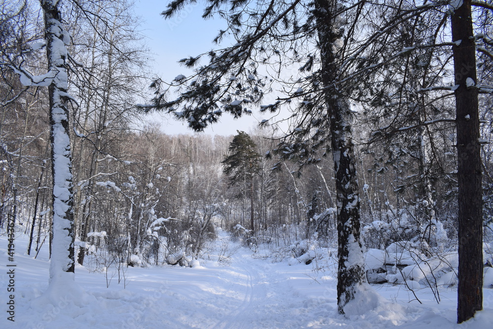Winter forest, beautiful winter landscape. Winter forest, beautiful winter landscape.