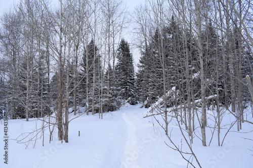 Winter forest, beautiful winter landscape.