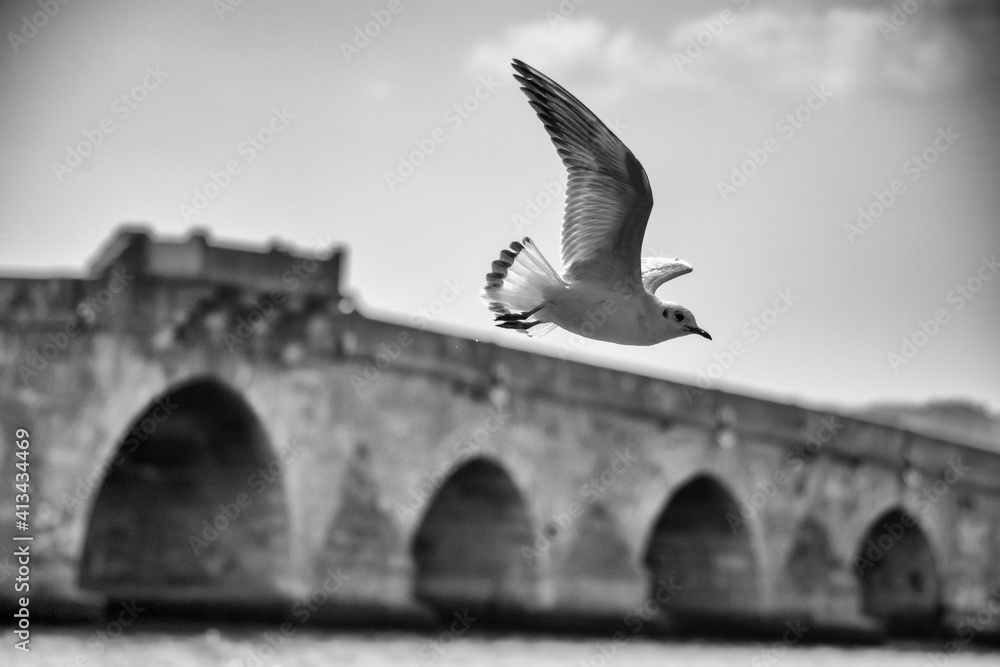 Obraz Seagull flying over an old historic stone bridge. Stock photo.