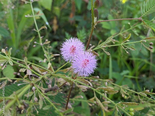 Princess Shy Flower  Mimosa Pudica  Grows in Borneo Tropical Nature