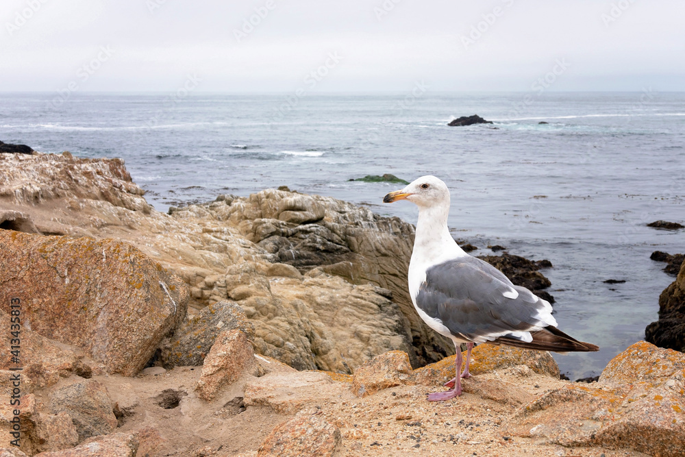 Fototapeta premium Seagull on a California beach. Great black-backed gull