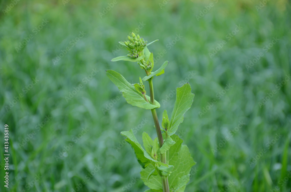 the green ripe mustered plant growing with grain plant in the farm. the green ripe mustered plant growing with grain plant in the farm.