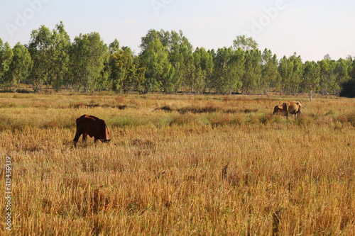 Fields after harvest in Thailand