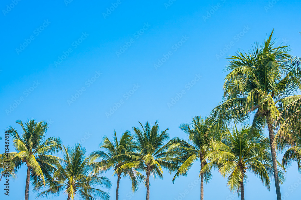 Beautiful coconut palm tree with sky