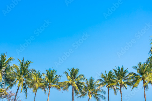 Beautiful coconut palm tree with sky