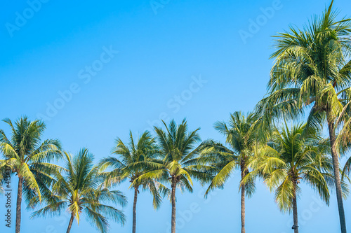 Beautiful coconut palm tree with sky