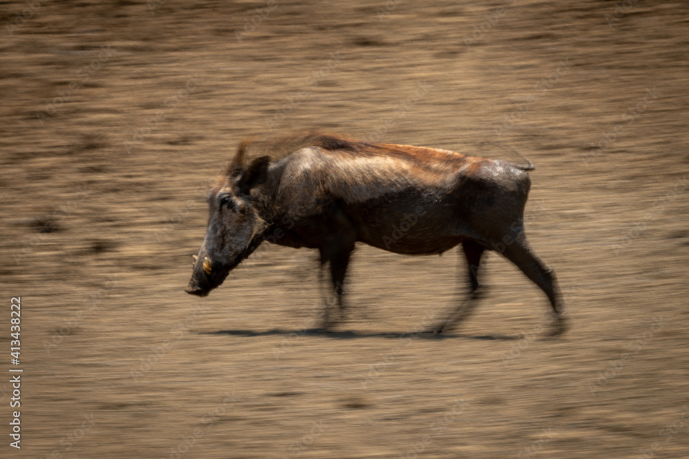 Slow pan of common warthog heading left