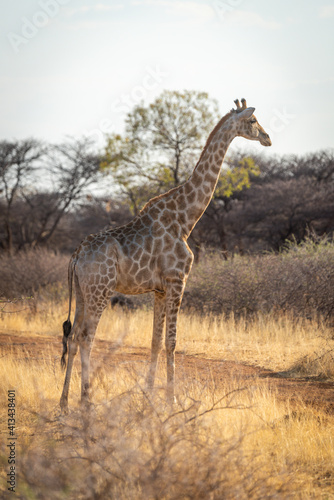 Southern giraffe stands beside track in profile