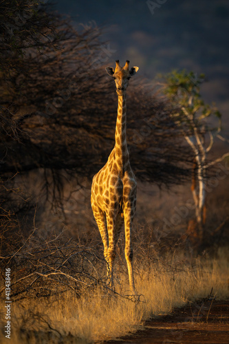 Photography Southern giraffe stands eyeing camera at sunset