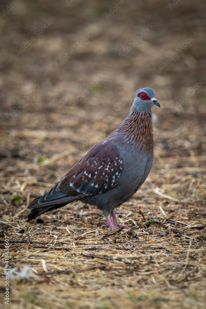 Speckled pigeon stands on ground eyeing camera Speckled pigeon stands on ground eyeing camera