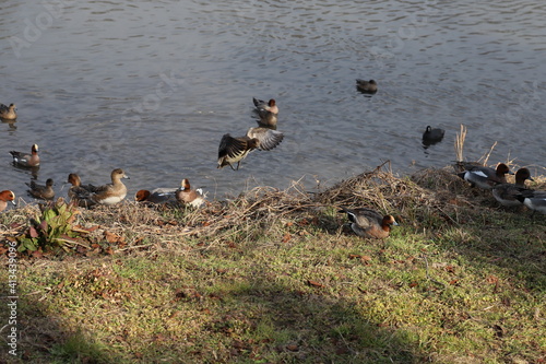 冬の川で泳いだり、羽ばたいたり、河川敷で餌を探すヒドリガモの群れ