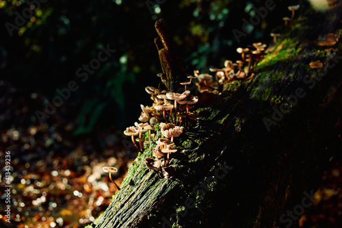 Wild mushrooms growing on tree in forest on sunny autumn day