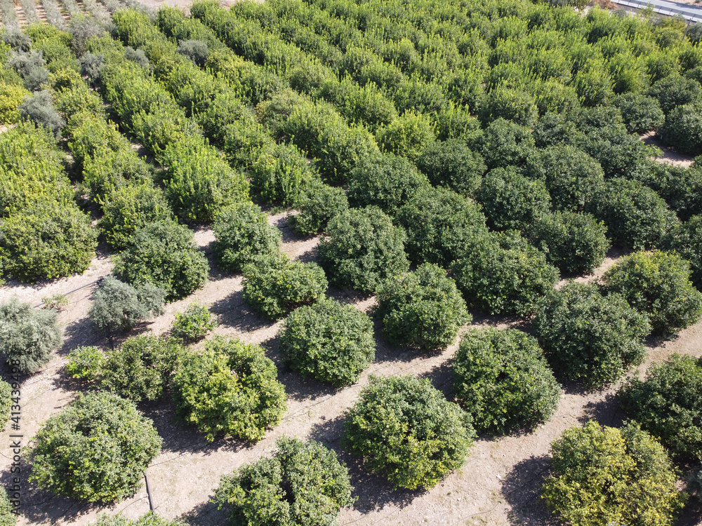 Olive grove aerial view. Rows of olive trees. Olive garden Olive grove aerial view. Rows of olive trees. Olive garden