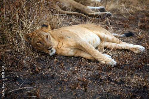 Female lion or lioness (Panthera leo), an African lion lying on a dark background of burnt bush. The lioness lies on the remains of grass after a savannah fire.