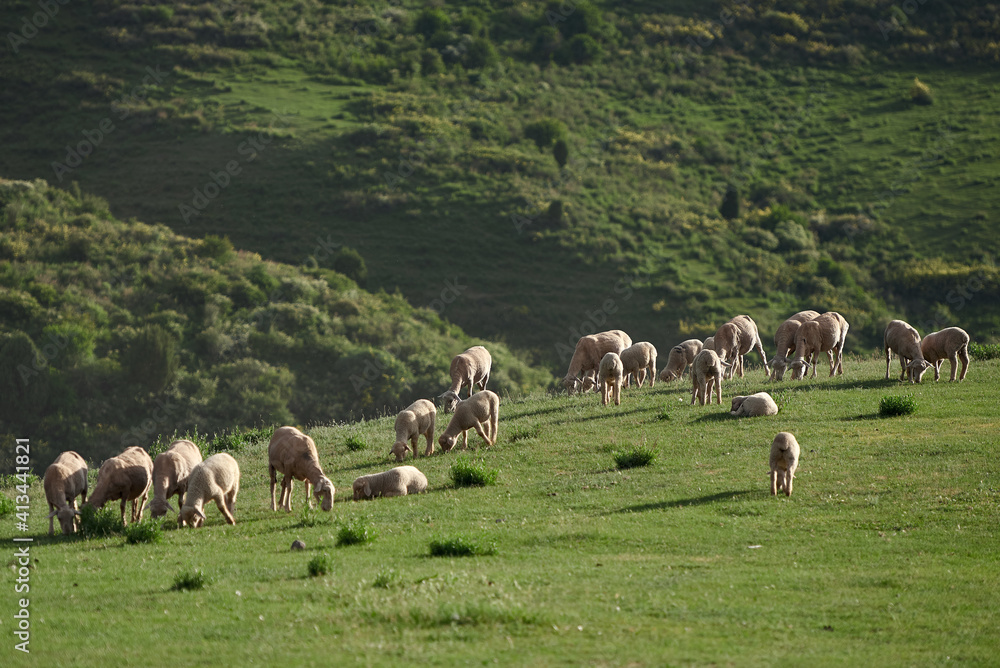 Sheeps grazing in the middle of field in the evening light in the mountains