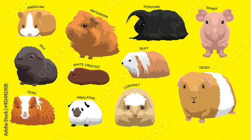 Guinea Pig Cartoon Character Breeds with Name