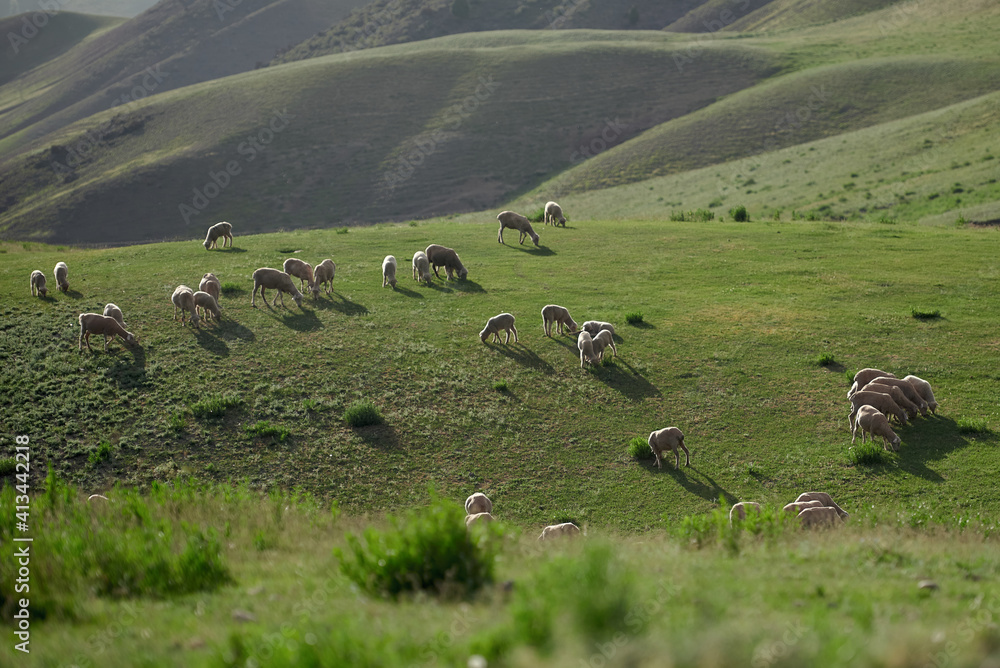 Sheeps grazing in the middle of field in the evening light in the mountains Sheeps grazing in the middle of field in the evening light in the mountains