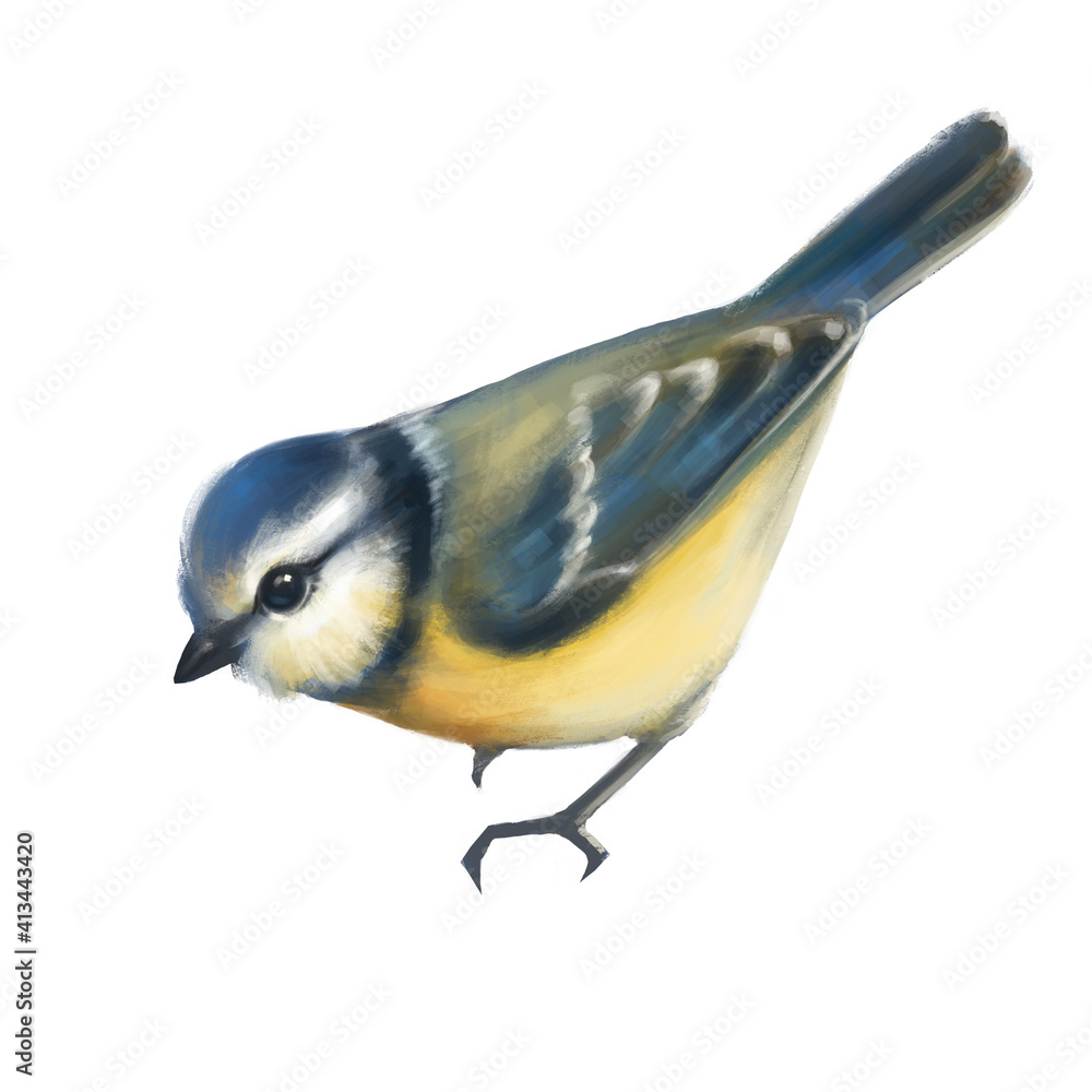 Obraz premium Cute titmouse isolated on white bacground. Digital painting
