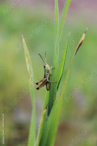 grasshopper on a grass