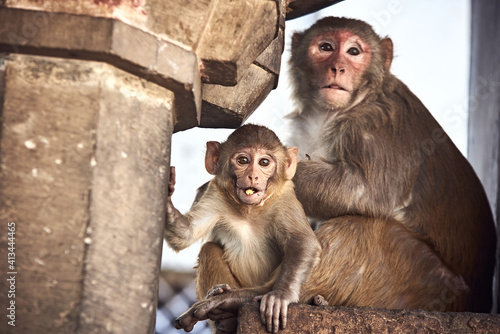 the monkey mom cares for her baby