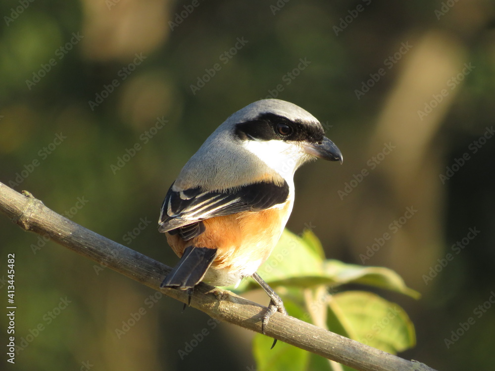 Obraz premium long tel shrike