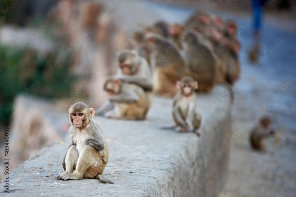 Obraz premium a young monkey sits alone, the rest of the herd in the background