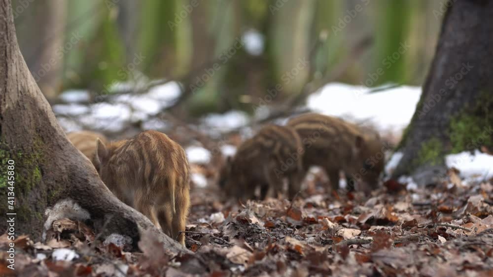 Closeup young wild boar Sus scrofa calm piggy looking for nutriment in dark wood. Wildlife tranquil scene of animals of long furry. Strong nose and well smell sense to search food in omnivorous mammal Closeup young wild boar Sus scrofa calm piggy looking for nutriment in dark wood. Wildlife tranquil scene of animals of long furry. Strong nose and well smell sense to search food in omnivorous mammal