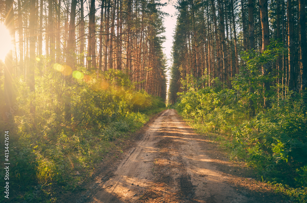Fototapeta premium Path in the pine forest