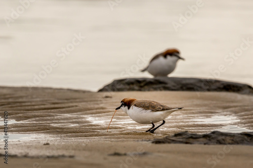 Red-capped Plover pulling a worm from sand at Nairns Reserve Western Australia photo