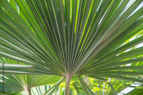 Sabal minor  known as dwarf palmetto beautiful leaf of a palm  green background  saw palmetto. Selective focus  beauty in nature