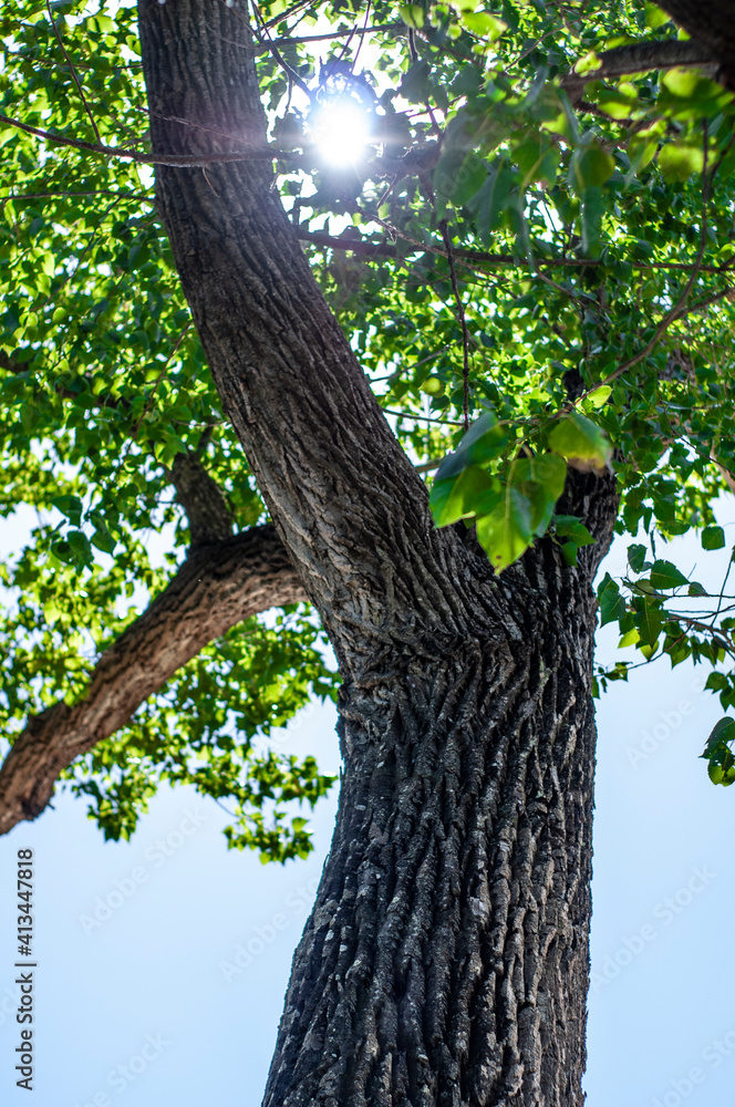Fototapeta premium tree in the forest