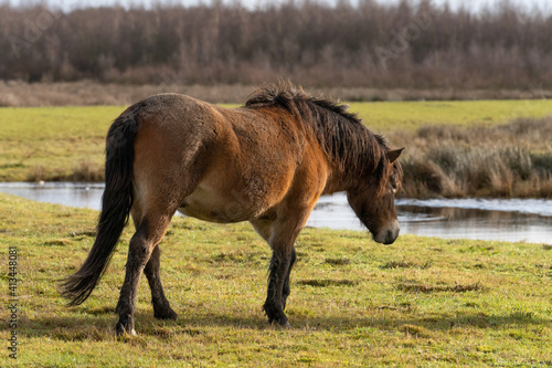 A wild chestnut Exmoor pony in full body. walking at the lake. Blue sky and trees in the background. Fochteloo National Park, The Netherlands photo