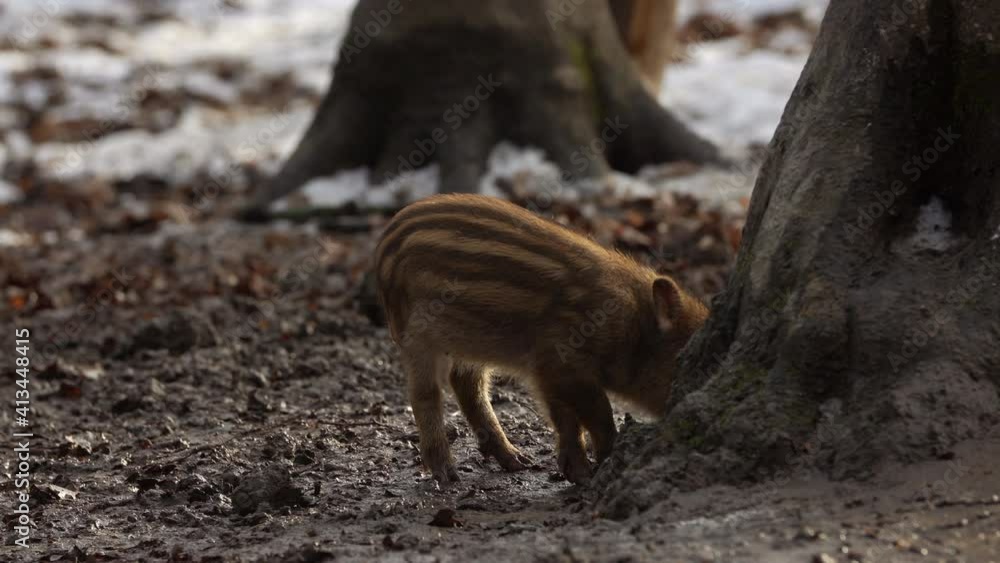 Closeup young wild boar Sus scrofa calm piggy looking for nutriment in dark wood. Wildlife tranquil scene of animal of long furry. Strong nose and well smell sense to search food in omnivorous mammal Closeup young wild boar Sus scrofa calm piggy looking for nutriment in dark wood. Wildlife tranquil scene of animal of long furry. Strong nose and well smell sense to search food in omnivorous mammal