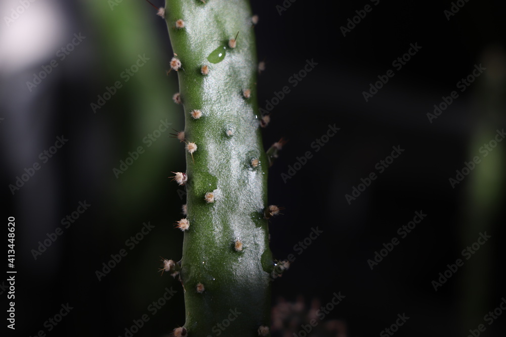 close up of cactus
