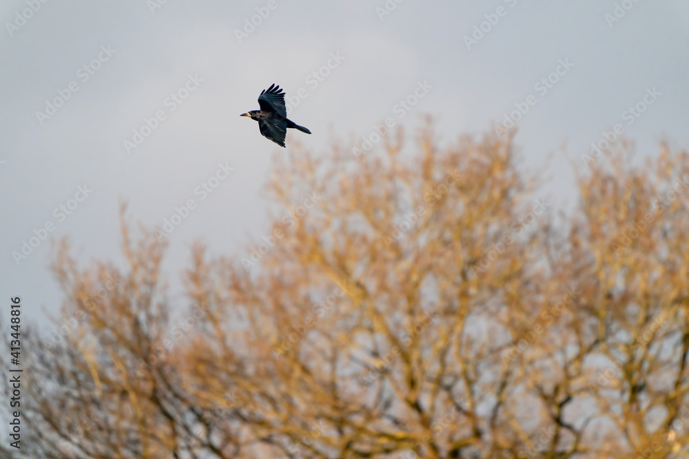 A crow flies in the blue gray cloudy sky above the treetops in winter A crow flies in the blue gray cloudy sky above the treetops in winter