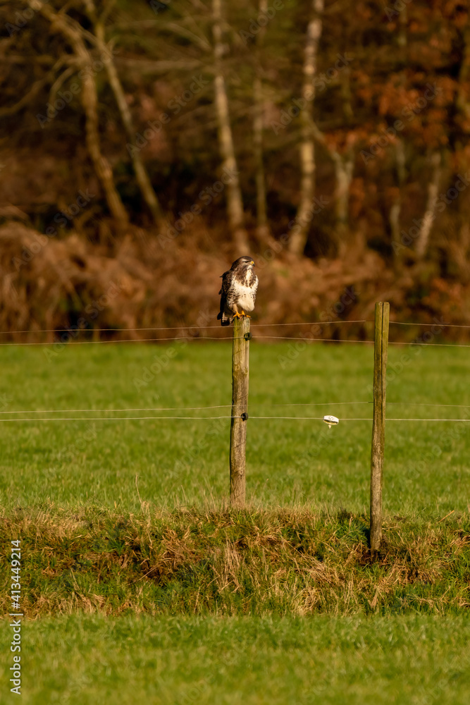 Large buzzard bird of prey sits on a pole at the edge of a ditch Large buzzard bird of prey sits on a pole at the edge of a ditch