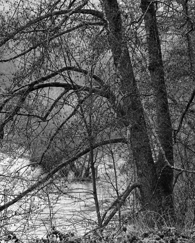 Schwarzerle, Alnus glutinosa im Winter ohne Blätter als Teil einer Fluss Landschaft