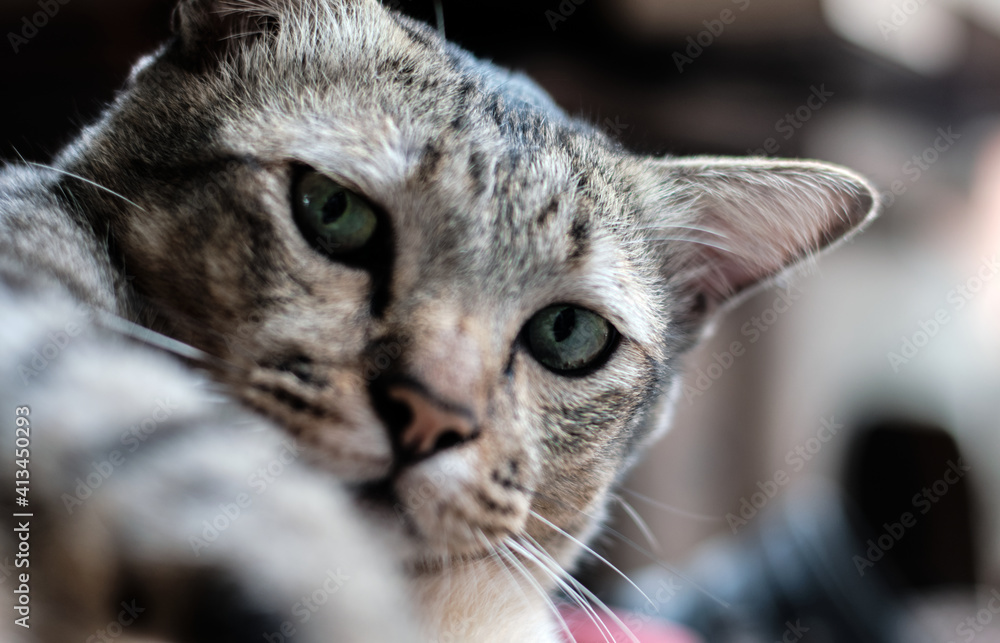 Naklejka premium close up portrait of a cat