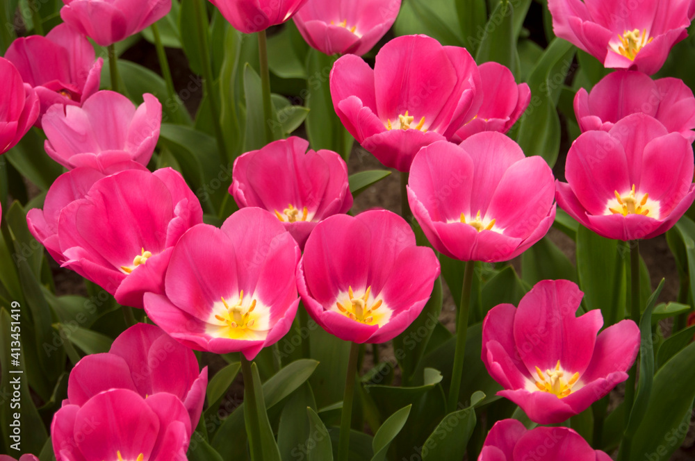 Obraz premium groupd pink tulip flowers in garden.