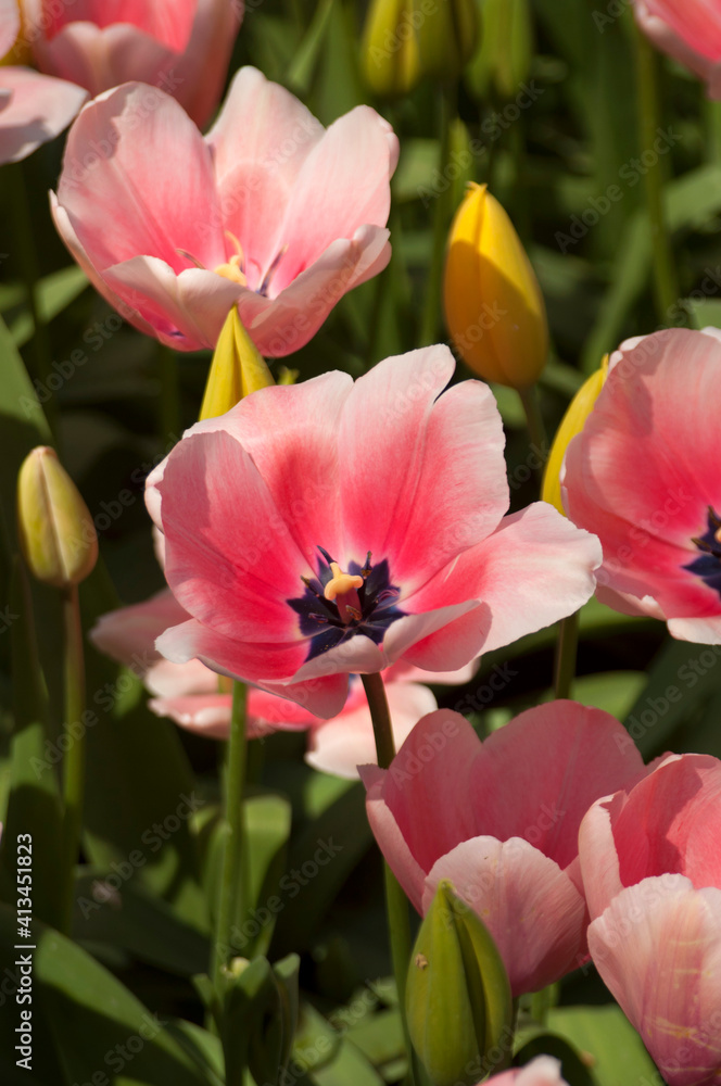 all colors of  tulip flowers in the garden, beautiful landscape, background.
