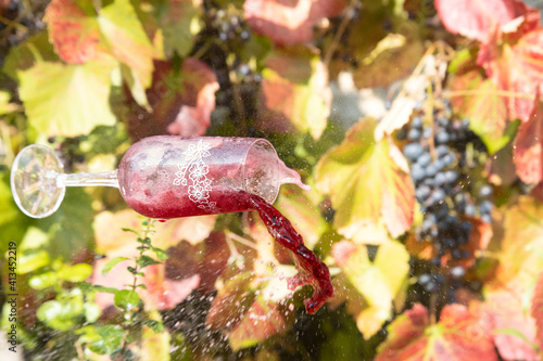 Glass with red wine falls on the background of a vineyard with grapes. Spilled wine from a falling glass. © milkovasa