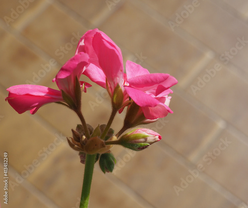 pink geranium flower photo