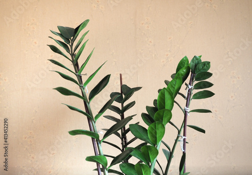 green zamia plant photo
