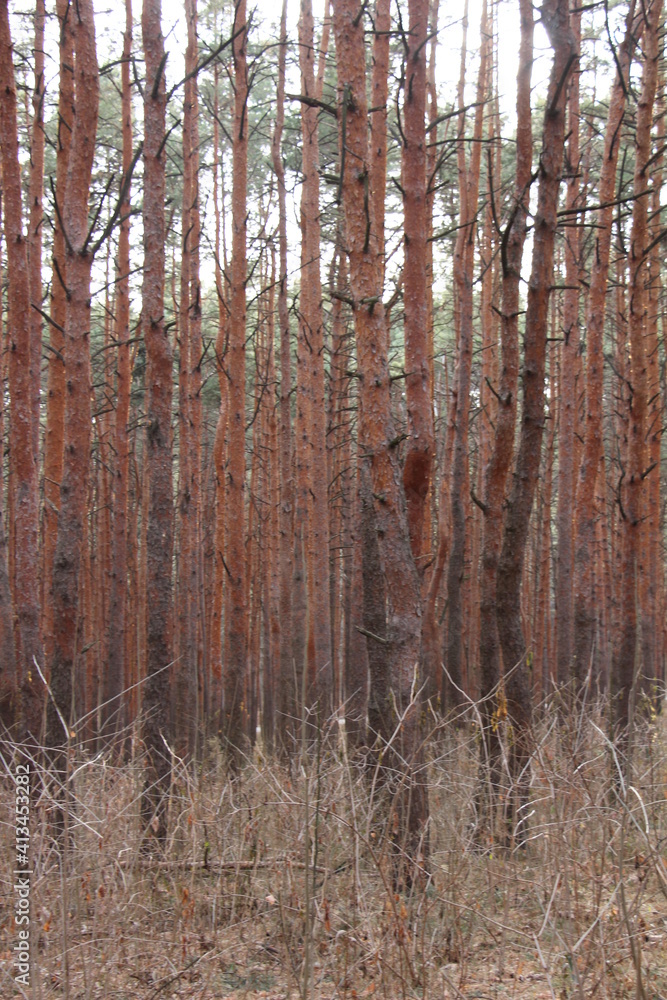 Fototapeta premium pine forest in autumn