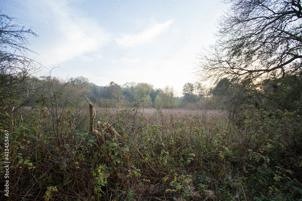 The autumn clearing at Attenborough nature reserve