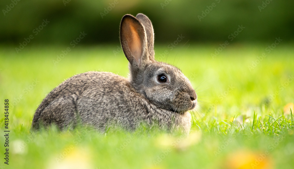 Fototapeta premium Easter gray rabbit on the green grass.